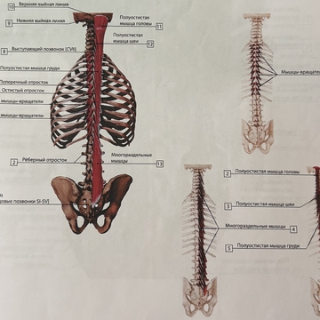 Вращатели длинные и короткие (часть поперечно-остистой)